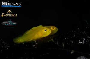D U A L 
Yellow clown goby ( Gobiodon okinawae )
Lembeh... by Irwin Ang 